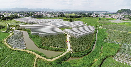 肇慶市人民政府門(mén)戶(hù)網(wǎng)站 懷集夯實(shí)大灣區(qū) 菜籃子 產(chǎn)業(yè)基礎(chǔ) 現(xiàn)代農(nóng)業(yè)產(chǎn)業(yè)鏈建設(shè)漸入佳境